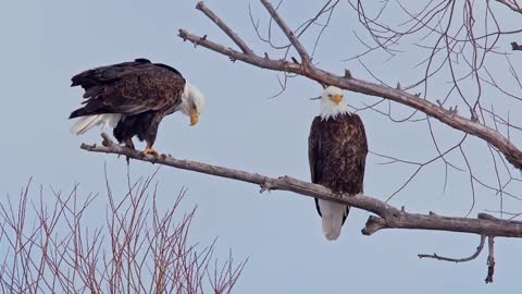 Bald Eagle: America’s Fursona