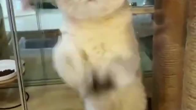 funny cat videos 2022 short