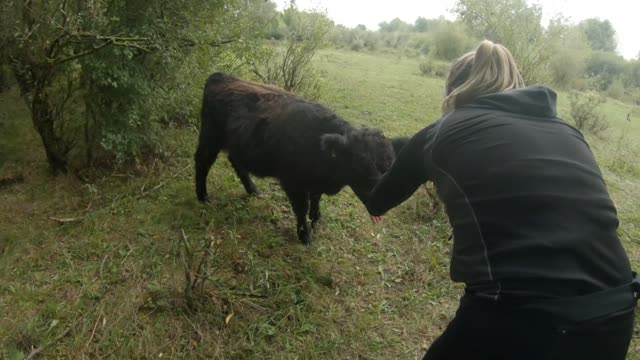 Molenplas calf