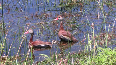 squeaker ducks with baby