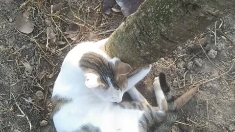 Forest cat