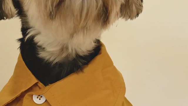 Dog in a suit and tie