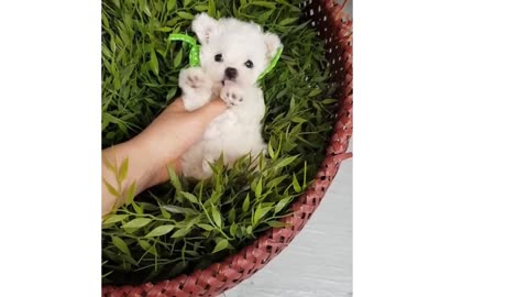 Cute puppy videos This will make your day Funny dog videos 2021