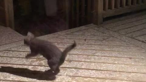 Kitten catches snowflakes during first snowfall experience