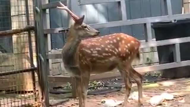 Wary Sika Deer