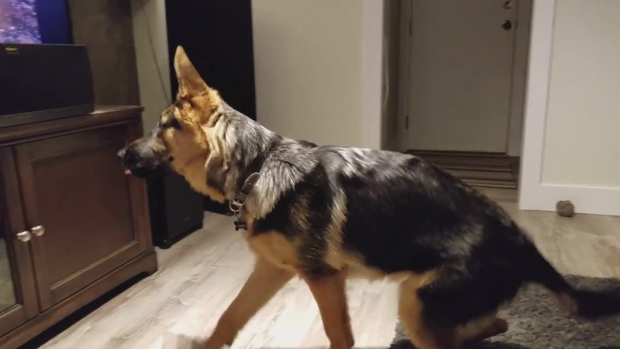 German Shepherd Howling Challenge doggy video funny 2021