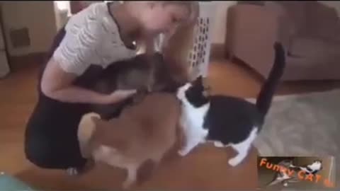 Cute FUNNY CATS compilation TTA
