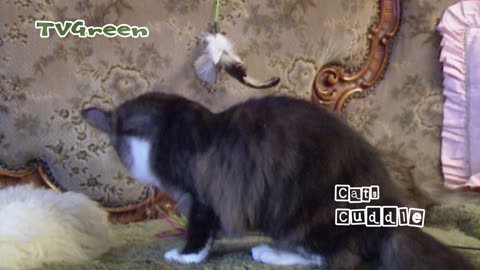 Maine Coon cat