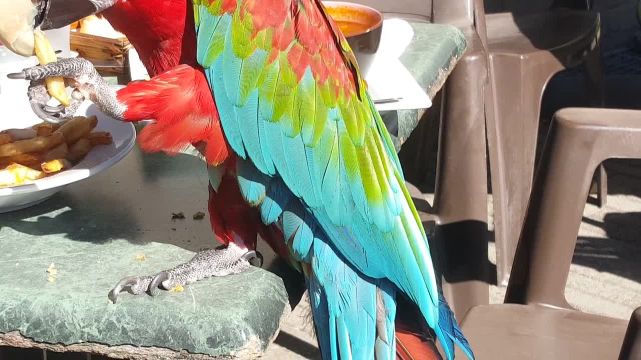 Parrot casually enjoys french fries at restaurant