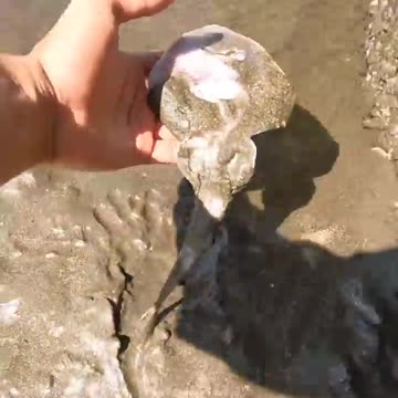 A happy ending -watch the inspiring rescue of these stingray fish 🐠🐟