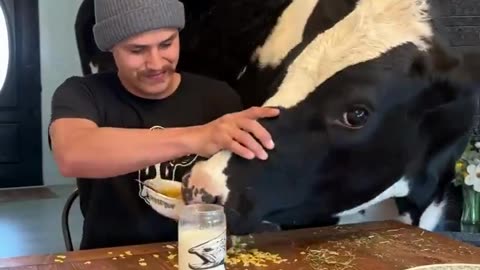 Beautiful cow pet