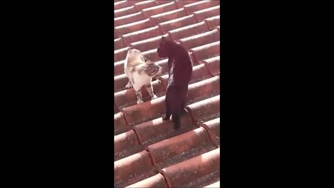 Funny cats/dog