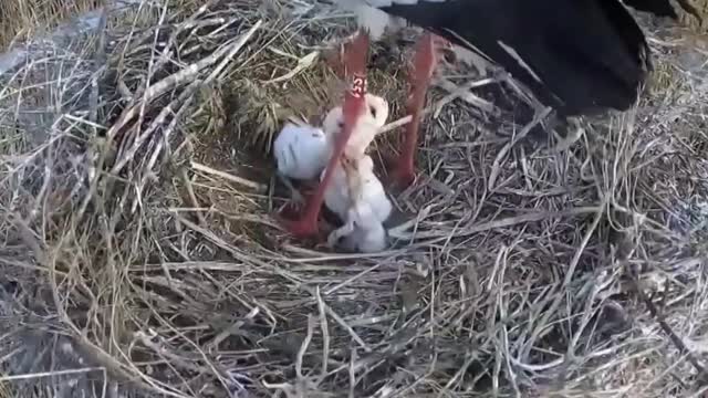 Oriental white storks have entered the peak breeding season
