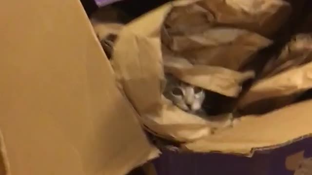 Cat comes out of brown box