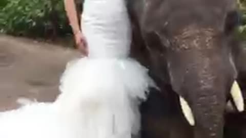 Wedding girl with cute elephant