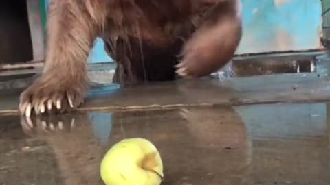 #the bear and the apple