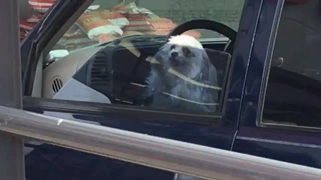 Tiny dog in car furiously paws at window