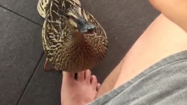Duck jumps up to catch piece of bread
