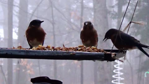 Bluebirds