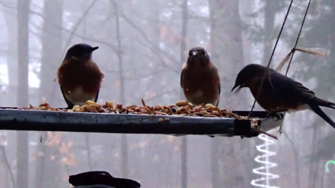 Bluebirds