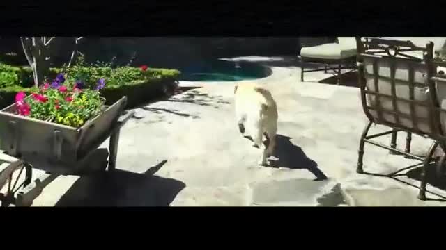My two dogs go to the pool to play as soon as they go out