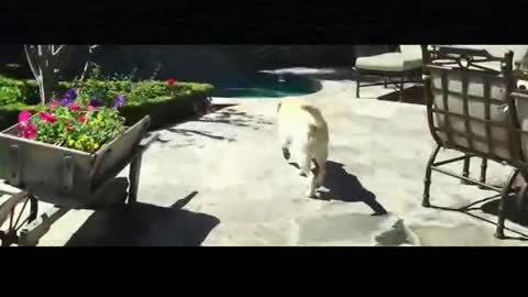My two dogs go to the pool to play as soon as they go out