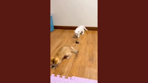 cat and dog funny vedio compilation