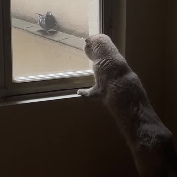 Cat's Gaze: What is the cat watching in the Pigeon?