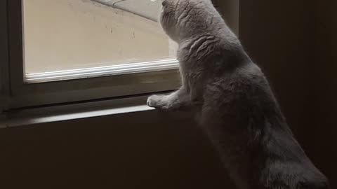 Cat's Gaze: What is the cat watching in the Pigeon?