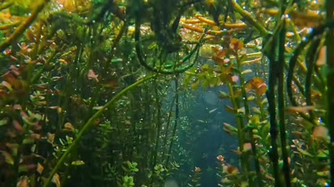 Beautiful Underwater