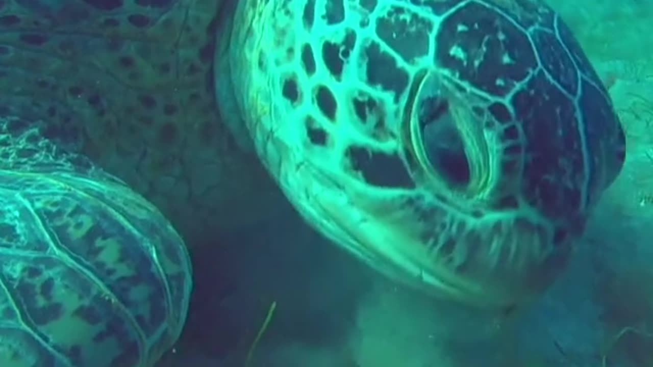 Sea life - variety of creatures -Full screen { }