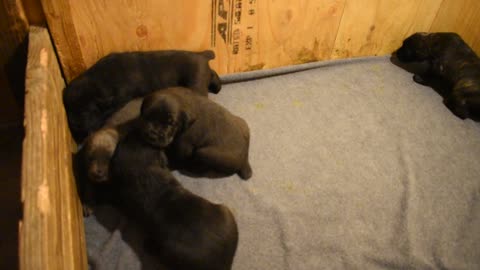 Cane Corso Puppies 3 weeks old