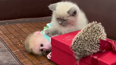 Funny cat and monkey playing