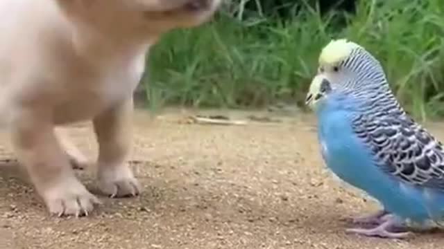 Cute Dog||Baby||Parrot