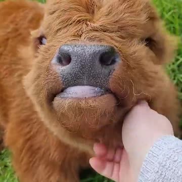 Cute Baby Highland Cow 😍