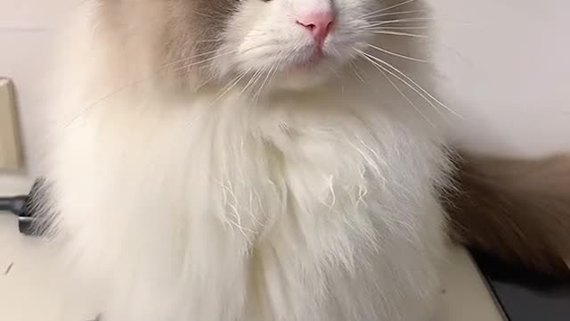 A cat that talks back