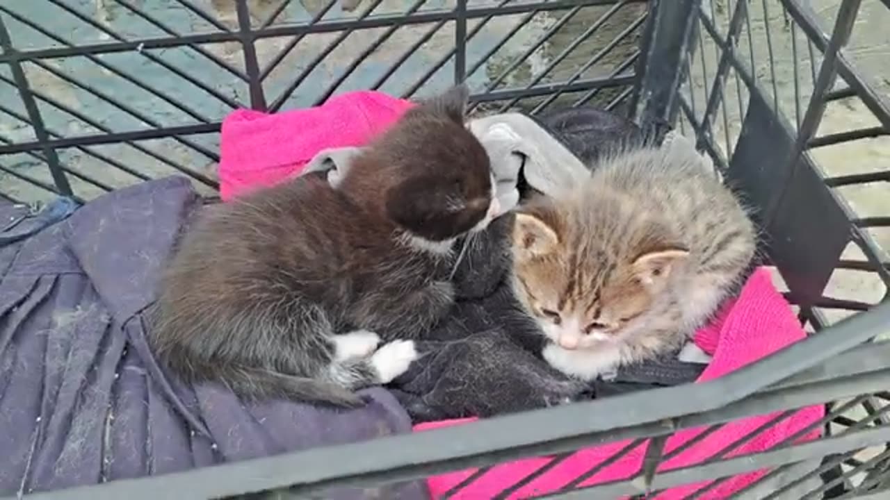 Beautiful and cute kittens are waiting for their mother.