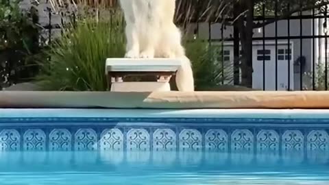 Dogs playing