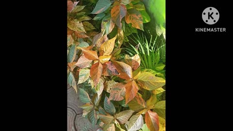 Beautifull plants and lives by nature