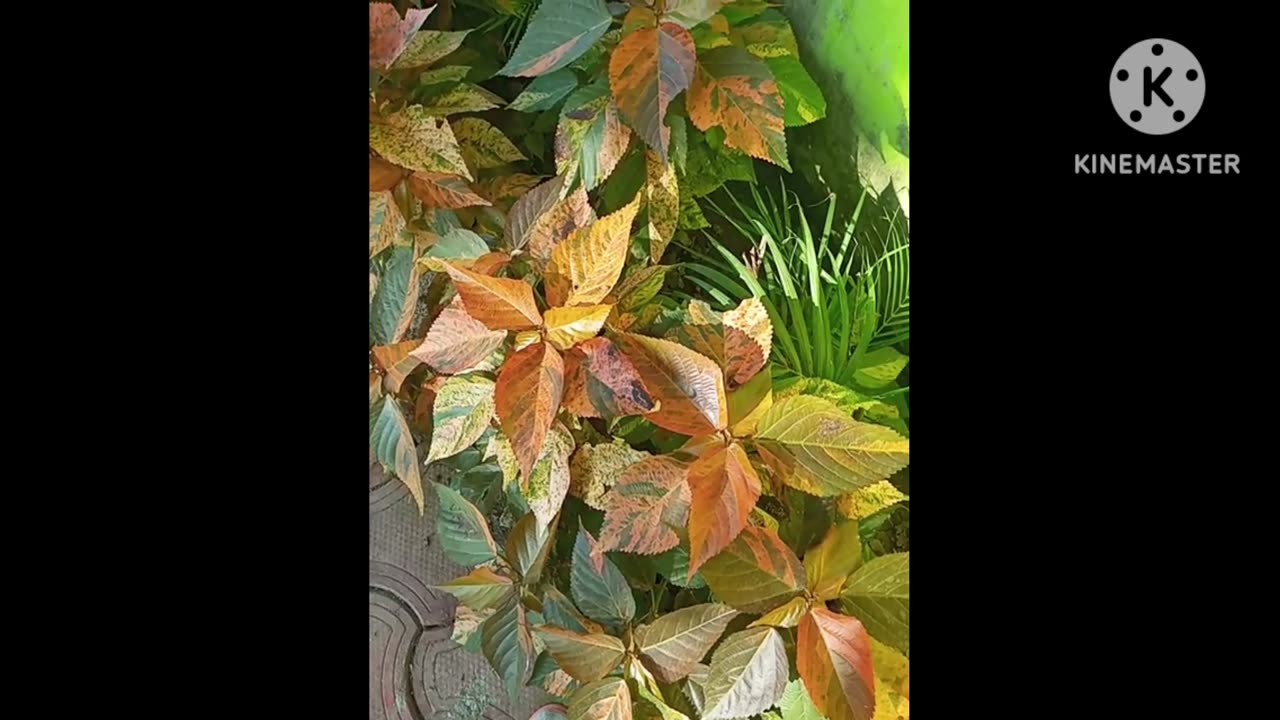 Beautifull plants and lives by nature