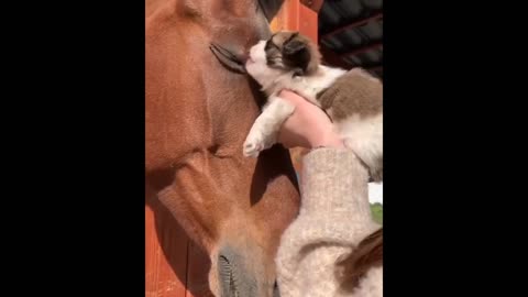 Cute baby animals Videos Compilation cutest moment of the animals - 1