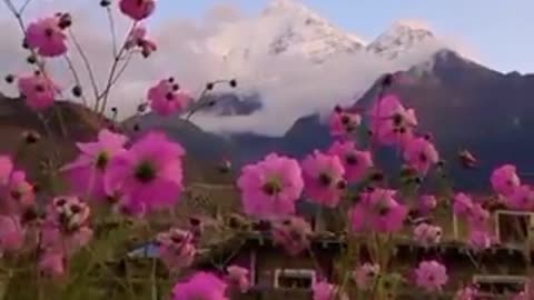 Beautiful Flowers , Garden of Flowers