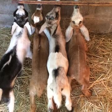 Cabras bebé mueven las colitas mientras beben su leche