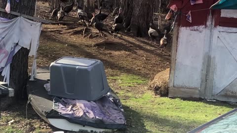 Mid Michigan mid Gladwin county Saginaw Bay record heh warmth wild turkeys 🦃 eat/ callout