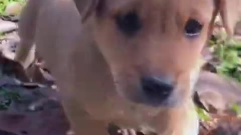 Baby Dog Cute and Funny Baby Dog