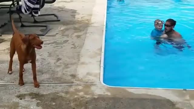 Rhodesian Ridgeback - Lulu Jumps in the Pool with a Friend