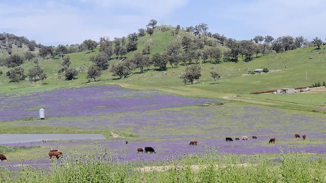 Breathtaking spring heaven