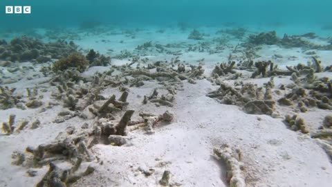 Saving Treasure Island | Our Frozen Planet | BBC Earth