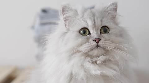 A White Persian Cat