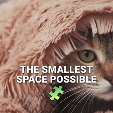 Cat body language decoded_ Open vs closed postures